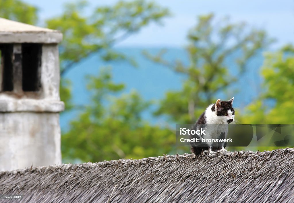 Cat on the roof Cat on the roof. Animal Stock Photo