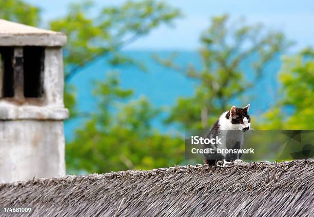 Cat On The Roof Stock Photo - Download Image Now - Animal, Animal Hair, Blue