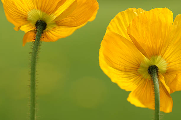 Flowering plant in bloom during spring in garden