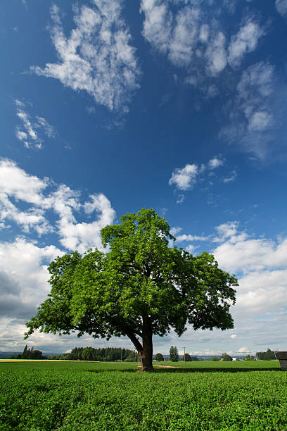 istock green tree and field against blue cloudy sky 174681220