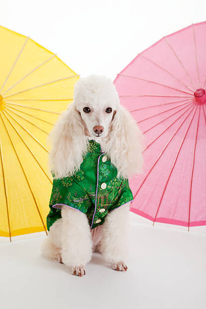 Fashionable Poodle in Silk Oriental Clothing stock photo