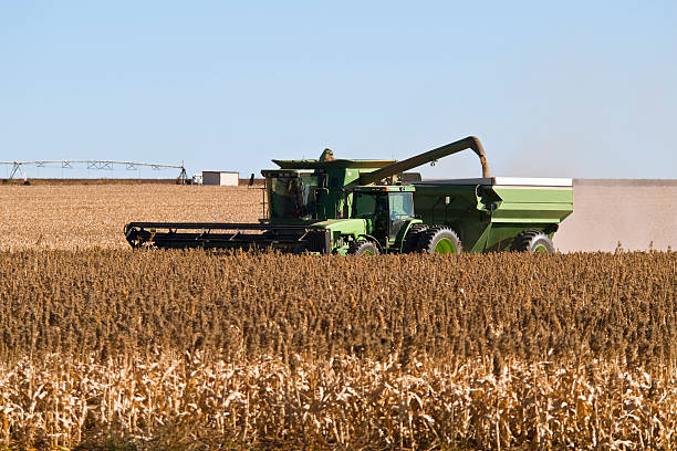 istock Grain Harvesting Combine and Cart 174681397
