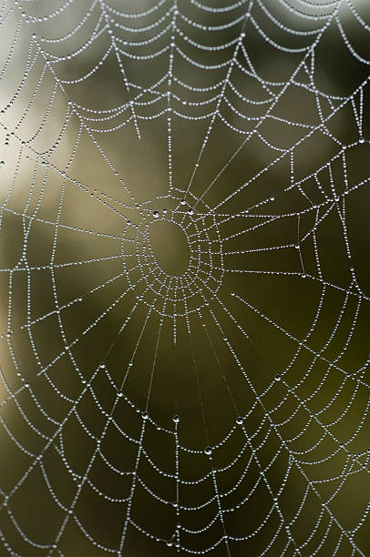 spider web - spider web natural pattern dew drop foto e immagini stock