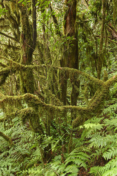 Rainforest Anaga-Mountains stock photo