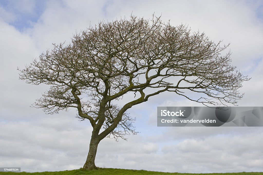 Árbol de invierno - Foto de stock de Aislado libre de derechos