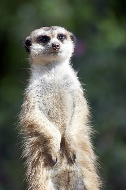 istock Meerkat on the lookout 174681810