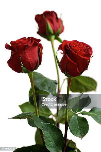 Tre Rose Rosse Per La Festa Della Mamma - Fotografie stock e altre immagini di Bellezza - Bellezza, Bellezza naturale, Bianco