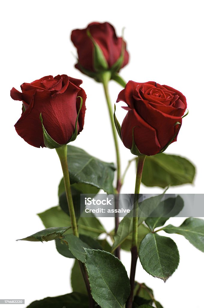 Três rosas vermelho do Dia da Mãe - Royalty-free Beleza Foto de stock