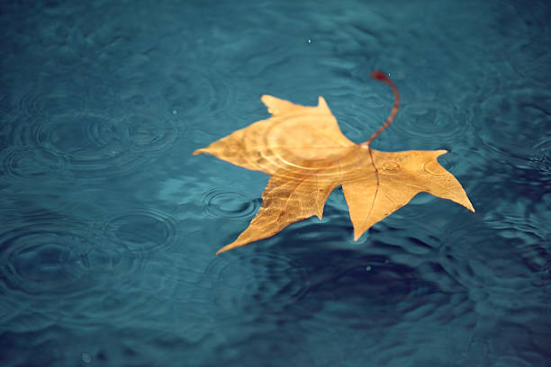 istock Yellow Leaf In Water On Rainy Day 174682260