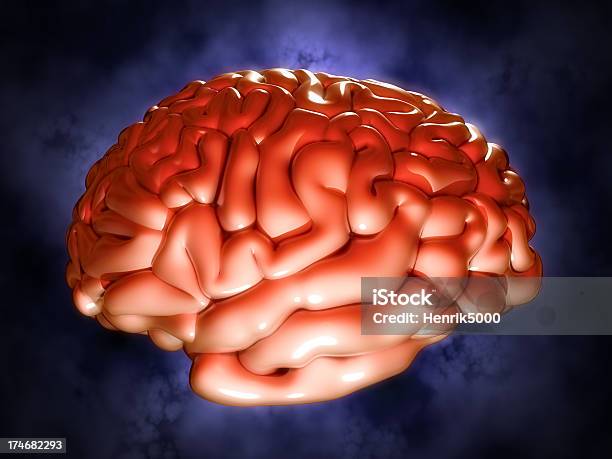 Cérebro Humano - Fotografias de stock e mais imagens de Inteligência - Inteligência, Lobo - Descrição Física, Anatomia