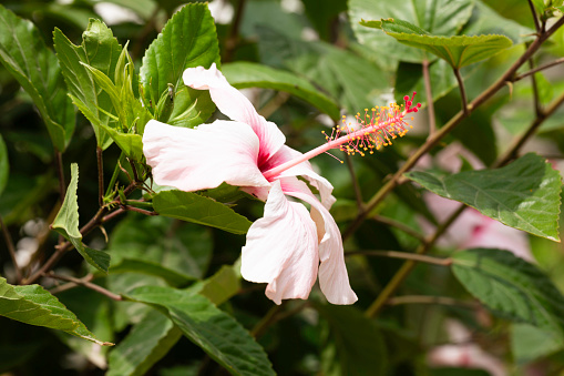 Hibiscus flower in garden .
