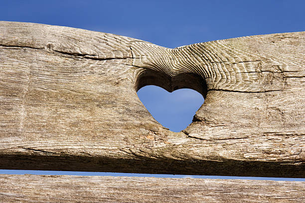 A blank heart carved into a Beech tree