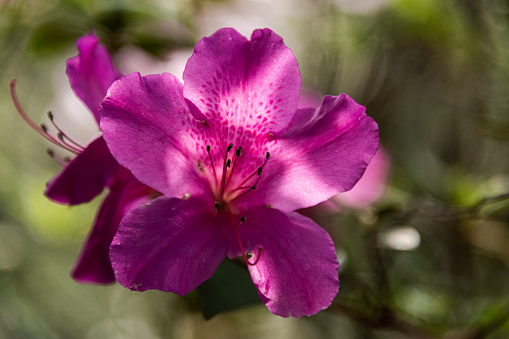 Close-up of azaleas blooming in the sunshine at the Ravine Gardens State Park near Palatka Florida