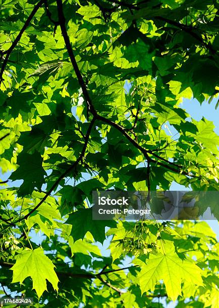 Зеленые Листья — стоковые фотографии и другие картинки Без людей - Без людей, Вертикальный, Весна