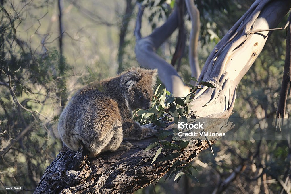 Коала отдыхать в Eucalpytus - Стоковые фото Австралия - Австралазия роялти-фри