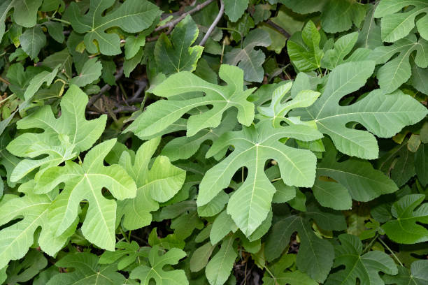 istock Close up of fig leaves on a tree (Ficus carica) at Tel Dan, Israel. 1746830715
