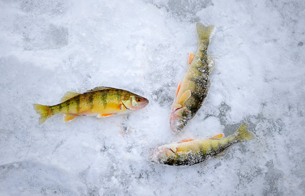Winter freshwater bass