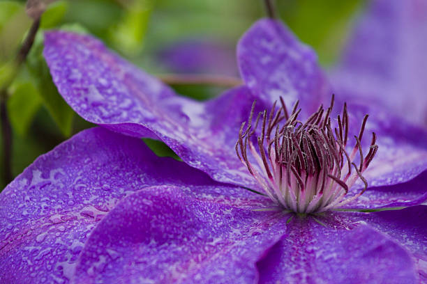 Clematis In the Rain stock photo