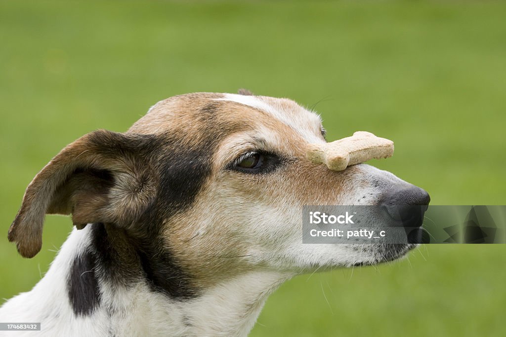 은 가장 힘들었던 점이요 대기 - 로열티 프리 강아지 비스킷 스톡 사진
