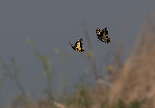Butterflies in natural habitat