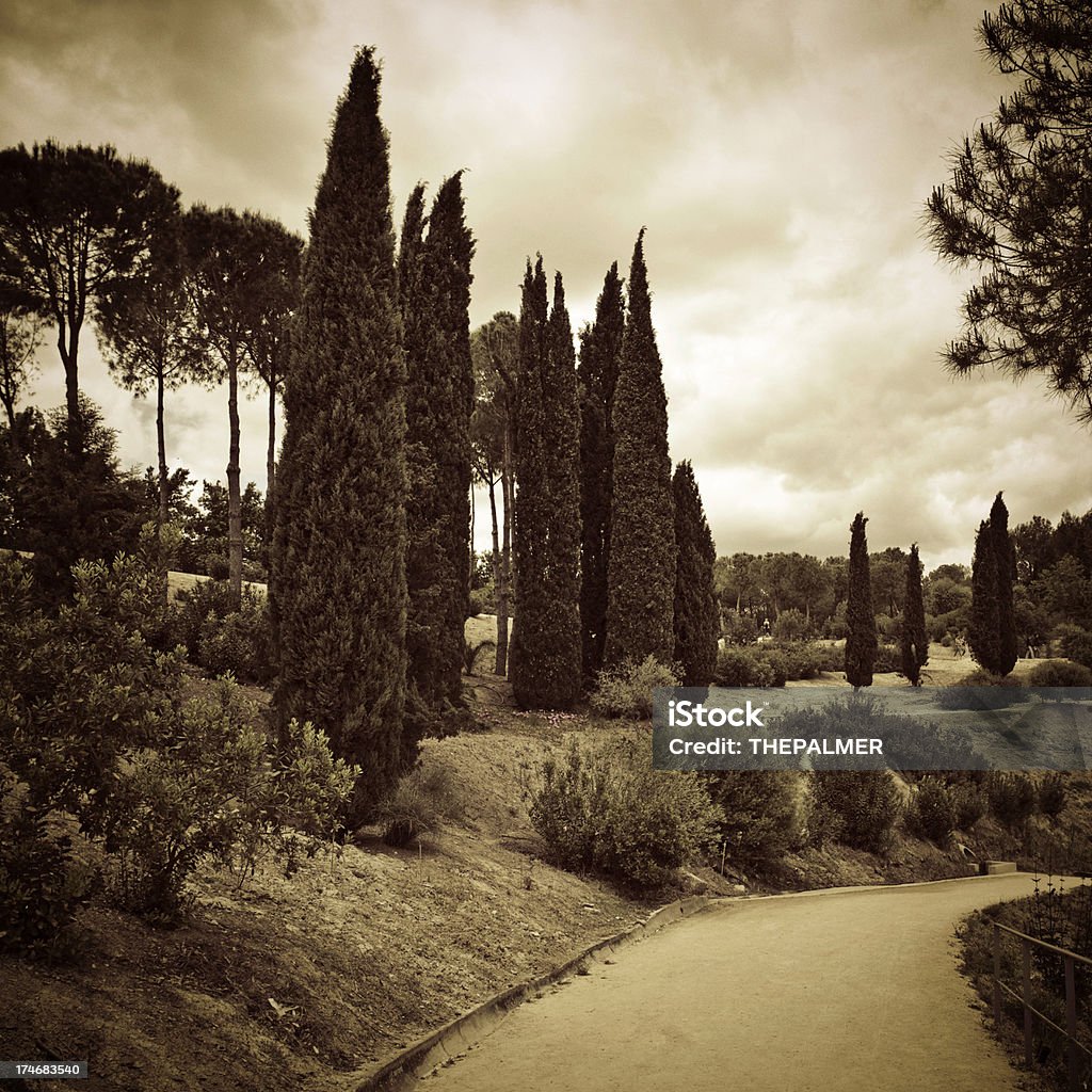 cypress di italica - Foto stock royalty-free di Albero