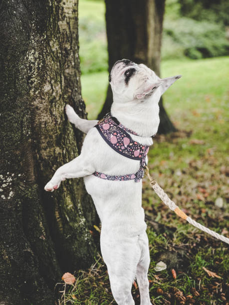 istock Cute French Bulldog chasing squirrel 1746835606