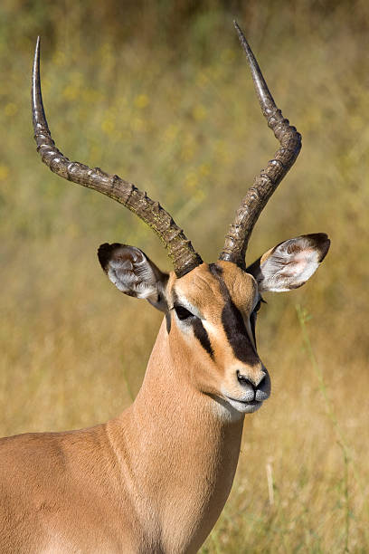 istock Male Black-faced Impala, Etosha Namibia 174683785