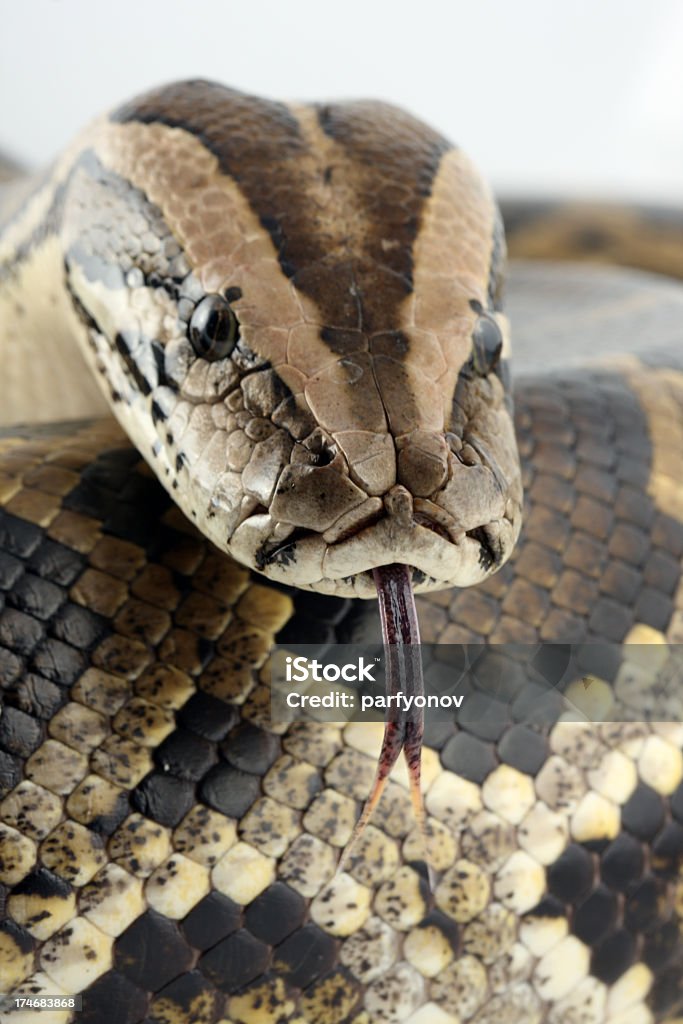 Python 코일 및 헤드 - 로열티 프리 갈색 스톡 사진