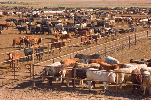 Cattle awaiting slaughter in feedlot in West Texas.
