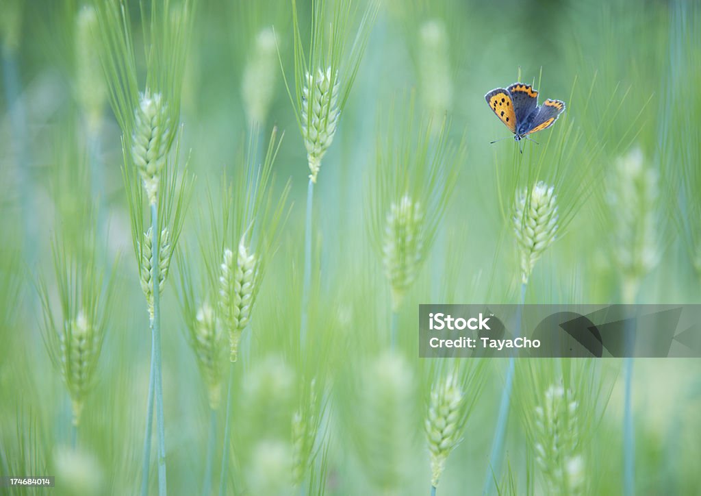 Cebada primer plano con mariposa - Foto de stock de Campo - Tierra cultivada libre de derechos