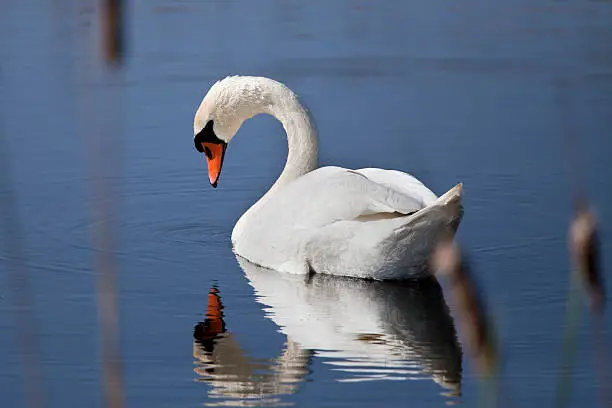 Photo of Mute Swan (XL)