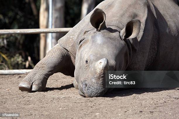 Foto de Rhinocerous Deitado No Chão e mais fotos de stock de Animal - Animal, Cansado, Cirurgia plástica