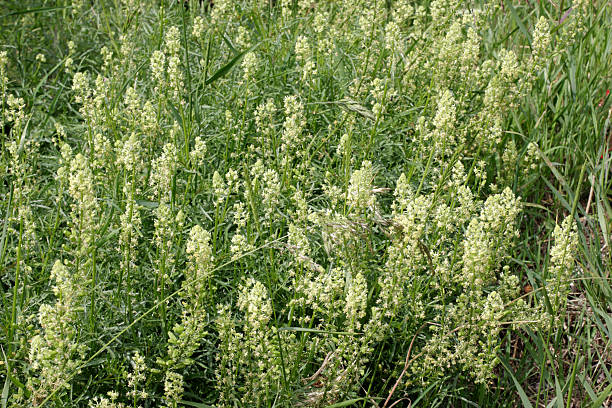 Wild mignonette Reseda lutea green and yellow texture Wild mignonette is a self-fertile wildflower that is noted for attracting wildlife. In particular, a clump of these flowers will attract bees, and it is a noted food plant for Pieris white butterflies. It is closely related to weld, a plant used in the vegetable dye industry. reseda lutea stock pictures, royalty-free photos & images