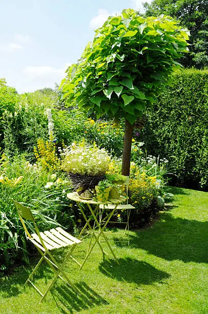 Ornamental garden with catalpa tree,folding chairs and side table.