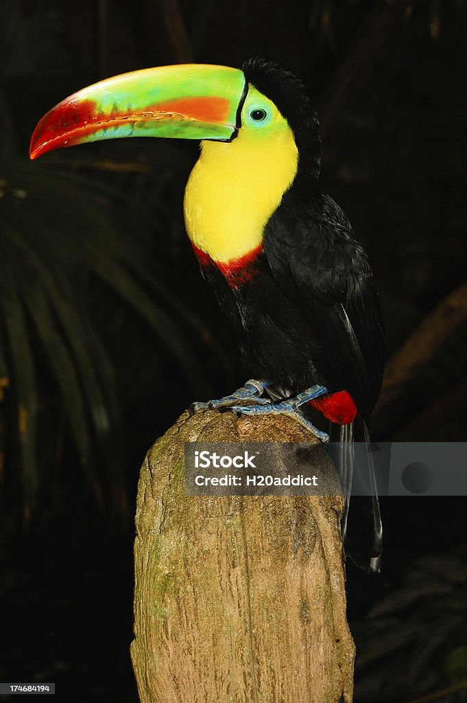 Toucan Large beaked Toucan leans in for a closer look!Please check out my light boxes of similar images:Animals Images Light box Animal Stock Photo