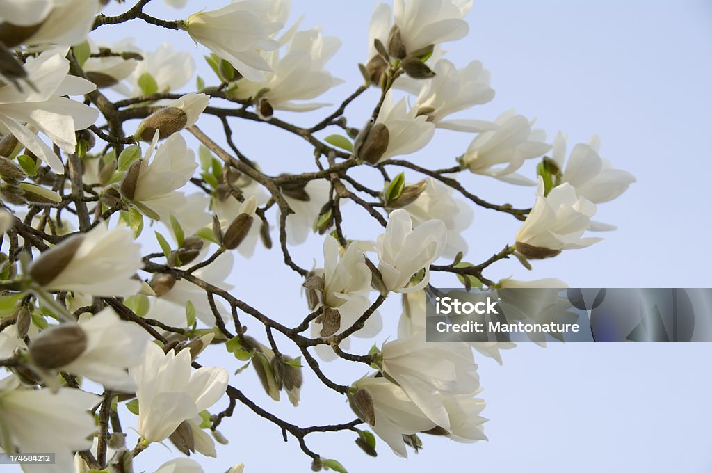 Blanc Magnolia de Soulange en fleur contre Bleu ciel - Photo de Arbre libre de droits