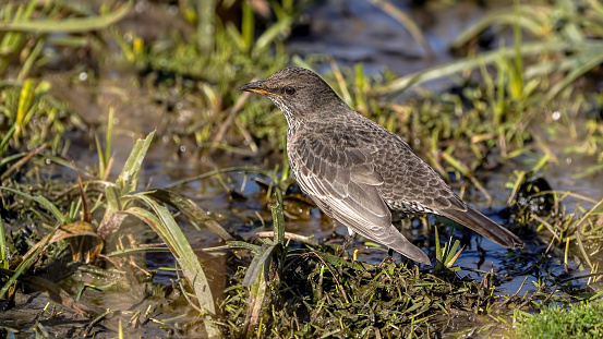 blackbird Ring Ouzel on the grass