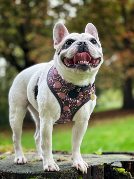 istock Cute French Bulldog 1746843421