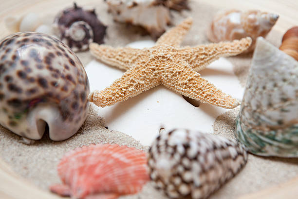 istock Collection of sea shells on sand 174684386