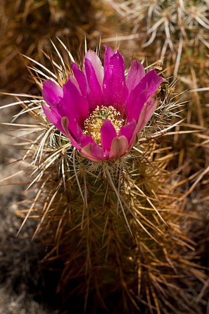 kwitnienia cactus - single flower flower cactus hedgehog cactus zdjęcia i obrazy z banku zdjęć