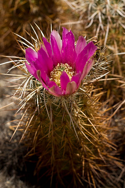 кизил кактус - single flower flower cactus hedgehog cactus стоковые фото и изображения
