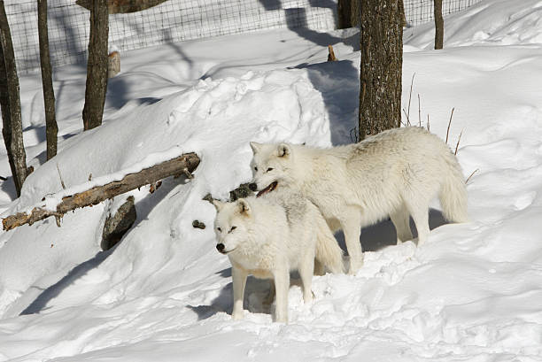 istock Two Arctic Wolves in Mating Season 174684719