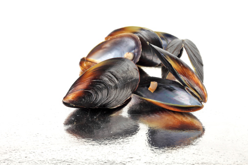 Empty mussel shells on a reflective surface