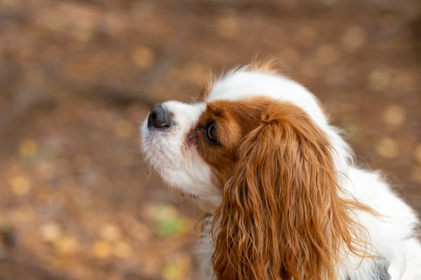 istock Side portrait of a young Cavalier King Charles Spaniel 1746849580