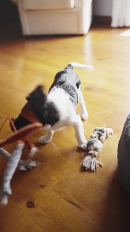 Border collie puppy playing with toys on a living room floor