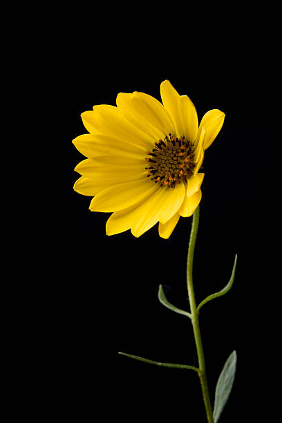 istock yellow flower on black background 174685040