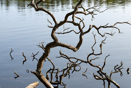 beaver felled tree