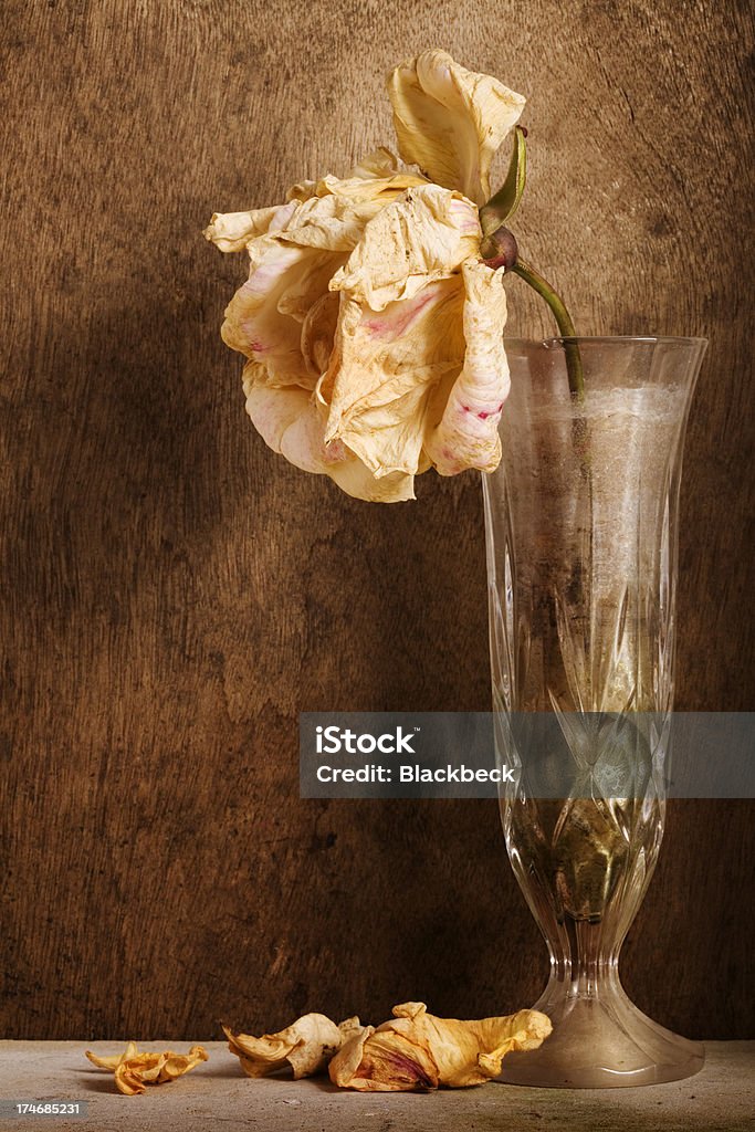 Wilting Rose - Lizenzfrei Blume Stock-Foto
