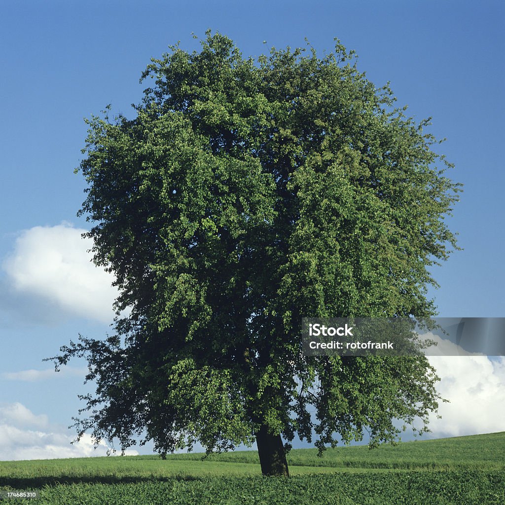 Birnbaum im four Seasons (Bildgröße XXXL - Lizenzfrei Wunderbaum Stock-Foto