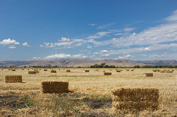 istock Bales of Hay on Field 174685363